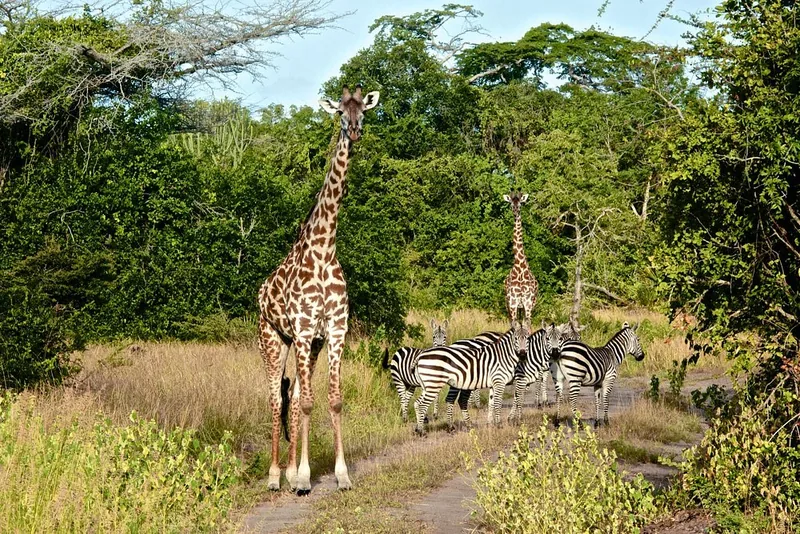 1 Day Saadani Safari National Park Trip